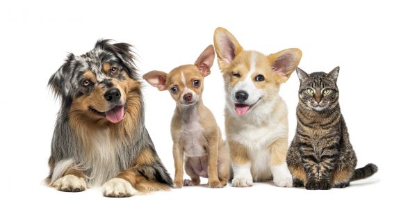 Tacoma Pets