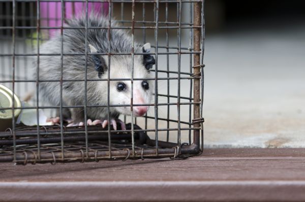 Tacoma Wildlife Removal