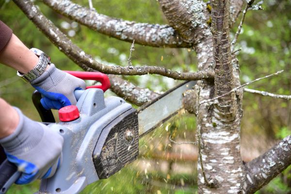 Tacoma Tree Trimming